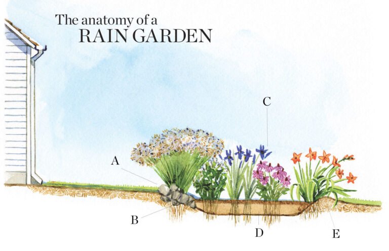 Rain Garden Schematic