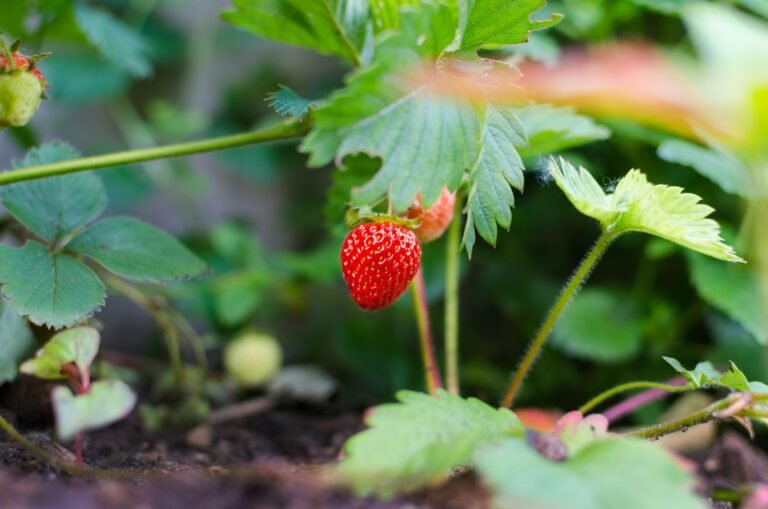 Strawberry Companion Plants