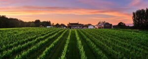 Read more about the article Forty & Fearless: Wine Not? Our Weekend Escape to Llanerch Vineyard (Because Adulting is Hard)